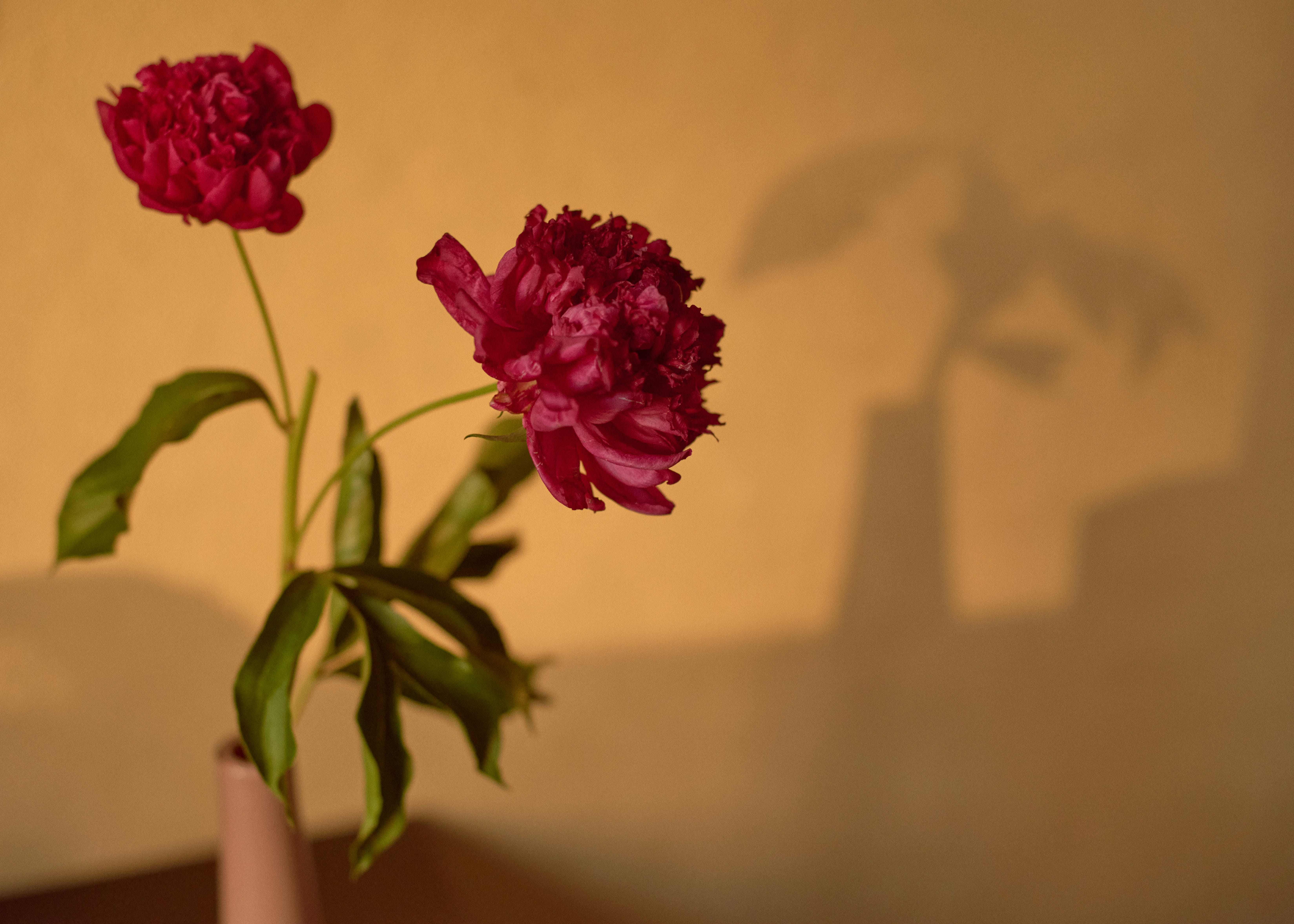Minimalist home decor featuring flowers in soft natural light, reflecting a modern minimalism lifestyle.